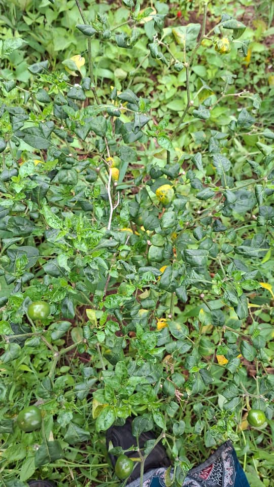 Fieldwork across Zambia — understanding real farm conditions