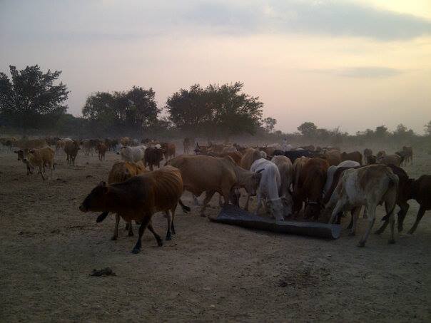 Mixed crop and livestock farming — the reality of smallholder agriculture
