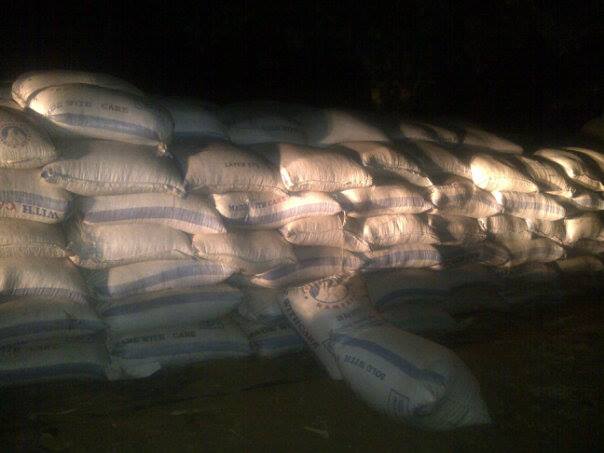 Farmer actively managing a maize crop, Zambia