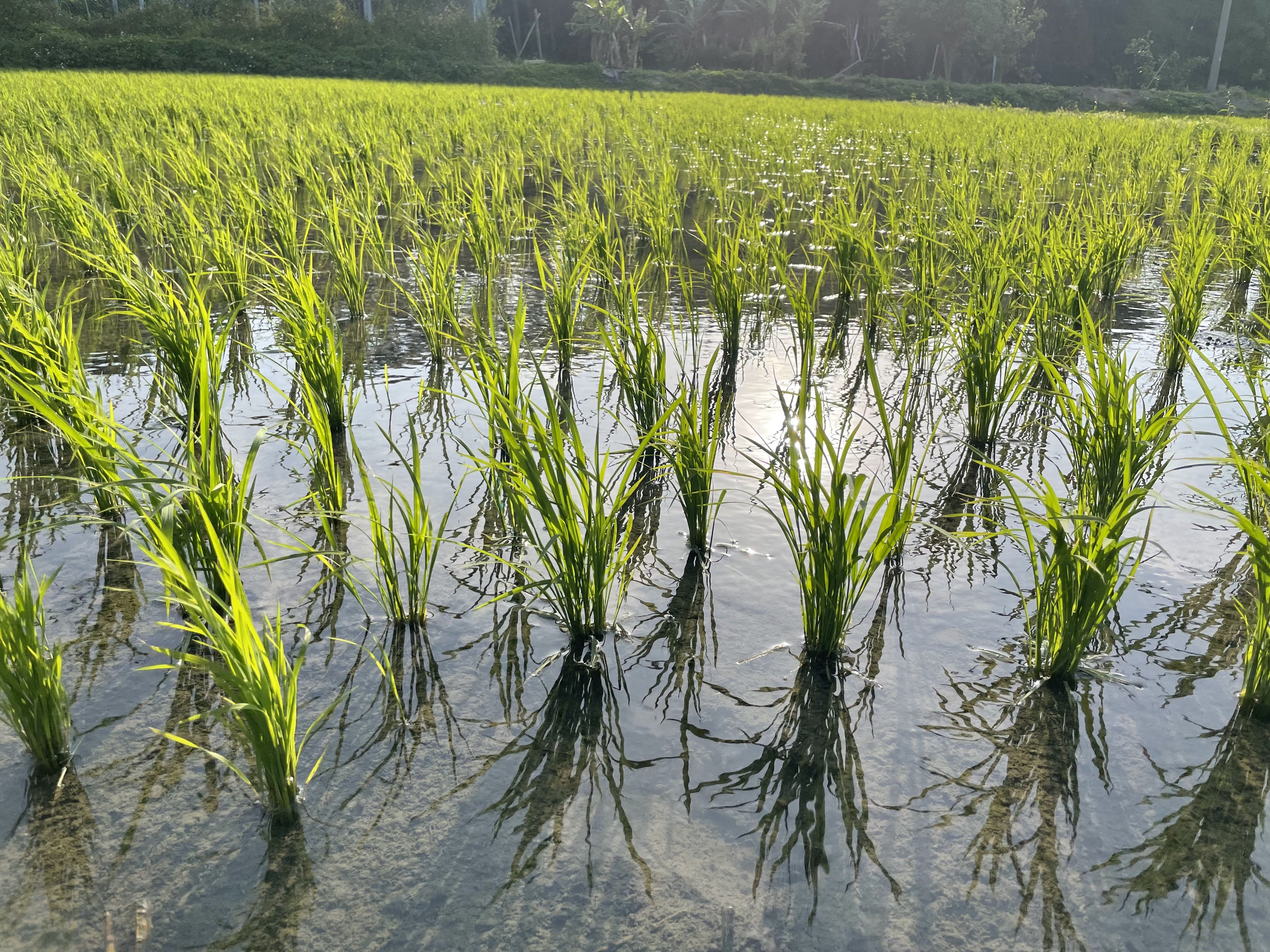 Rice farming at scale — FieldGuide supports rice and maize farmers across Zambia